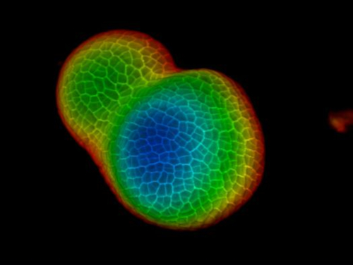 Confocal Microscopy Laser Application
