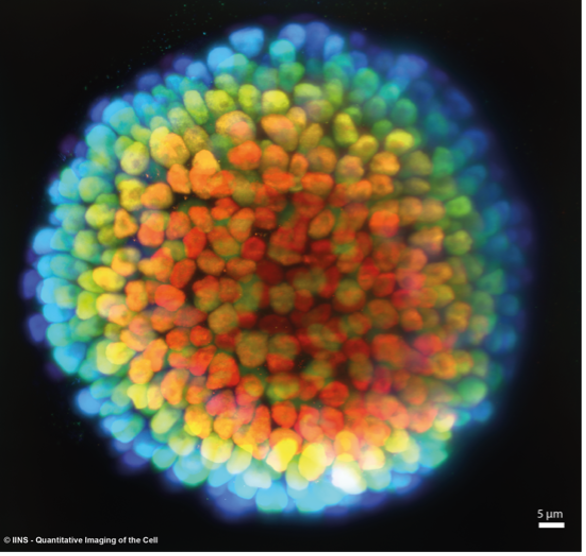 3D soSPIM light-sheet image of stem cell organoid — laser combiner Oxxius L6Cc — IINS Bordeaux