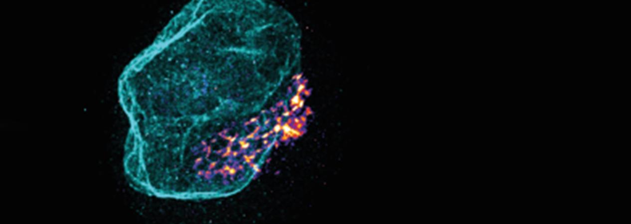 soSPIM laser combiner for super-resolution microscopy — Oxxius L6Cc — IINS Bordeaux