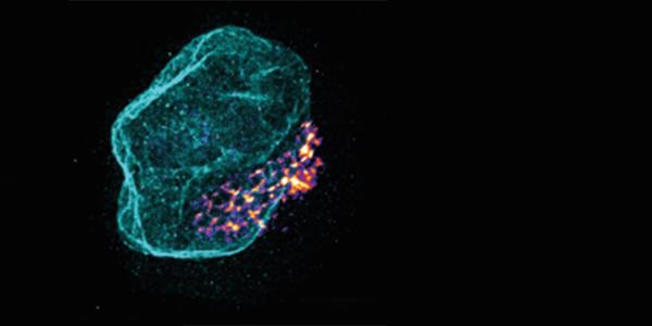 soSPIM laser combiner for super-resolution microscopy — Oxxius L6Cc — IINS Bordeaux