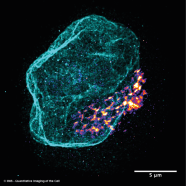 soSPIM super-resolution laser imaging of T cell nucleus and Golgi — Oxxius L6Cc laser combiner — IINS Bordeaux CNRS