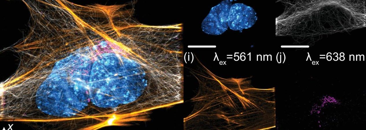 light-sheet fluorescence microscope
