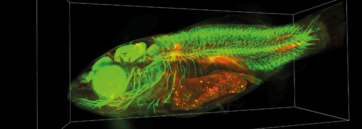 Mesospim laser Oxxius Inrae