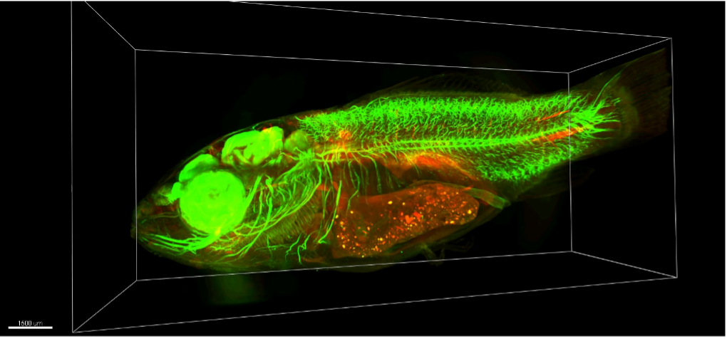 Cleared common carp imaged with the mesoSPIM light-sheet microscope, nervous system labeled in green